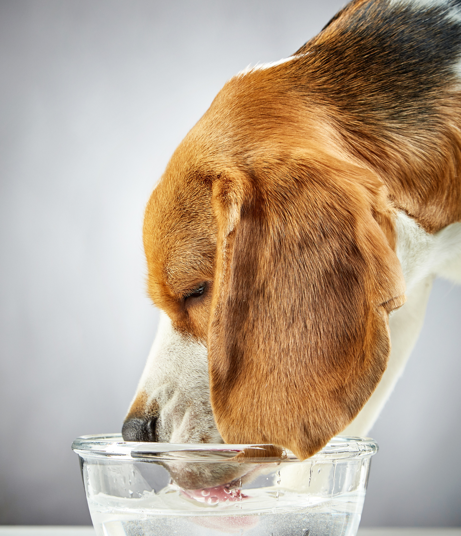 ¿Qué tipo de agua debe beber mi mascota?